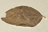 Fossil Leguminosites (Legume) Leaf - Green River, Utah #256823-2